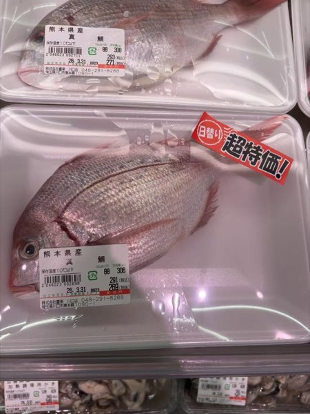 熊本県産 真鯛 超特価